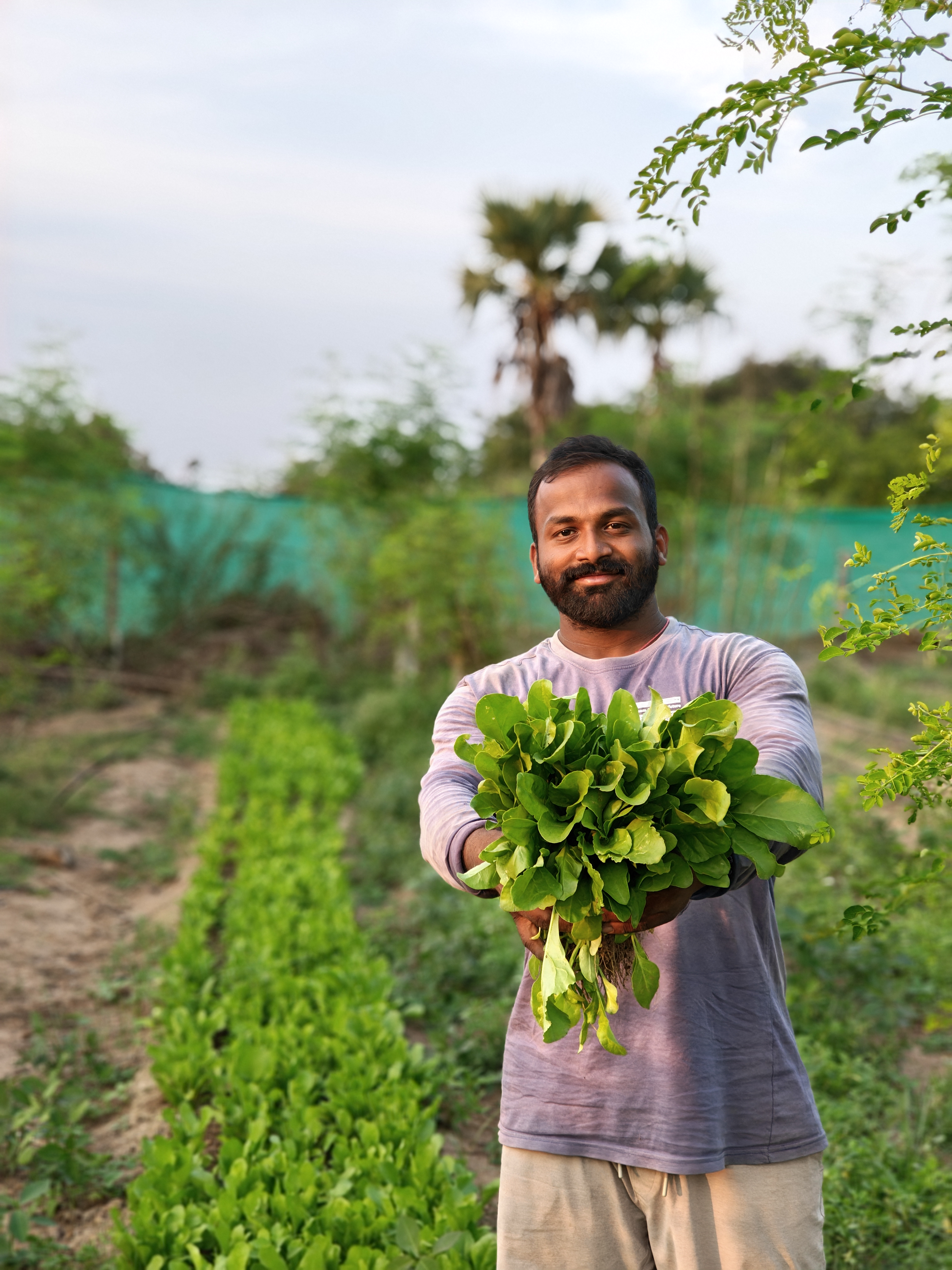 Farmer working in a vegetable field